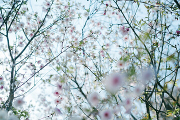 鎌倉の神社に咲く桜