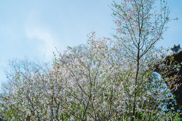 鎌倉の神社に咲く桜