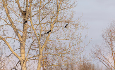 City birds sit on tree branches in winter
