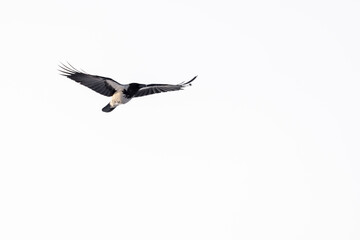 A city bird with beautiful plumage flies
