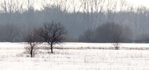 panoramic view of the winter forest in the snow
