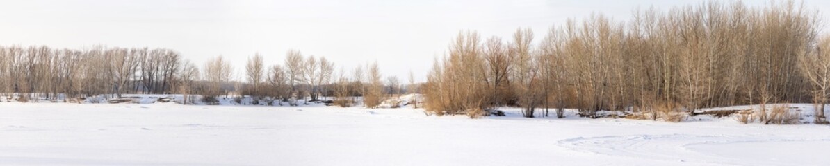 panoramic view of the winter forest in the snow
