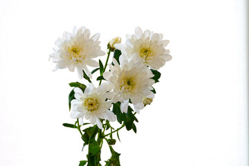 white chrysanthemum flowers grow on a white background