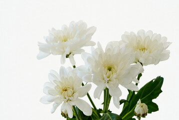 white chrysanthemum flowers grow on a white background