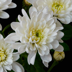 white chrysanthemum flowers grow on a black background