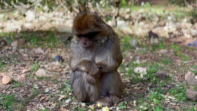 Barbary macaque or macaca sylvanus in its habitat in Cedre Gouraud Forest in Middle Atlas mountains in Morocco between Azrou and Ifrane