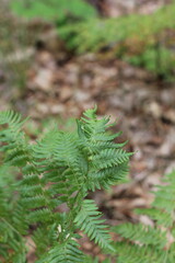 Field of green ferns growing in the forest.