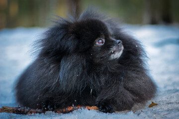 Beautiful black Pomeranian Spitz walking in the park against the snow in the forest. A walk with a pet dog.
