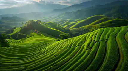 Rugzak Thailand. Rice terraces agricultural sceneries. Rice fields with asian farmers. Vector illustration. People planting and grow rice in rainy season. © Ziyan Yang