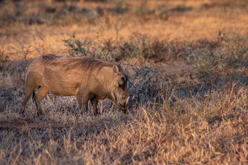 Common warthog (Phacochoerus africanus) grazing on beautiful green grass, Kruger National Park, South Africa