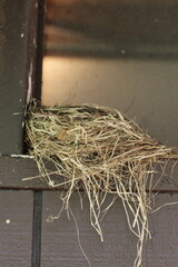 bird nest on a table