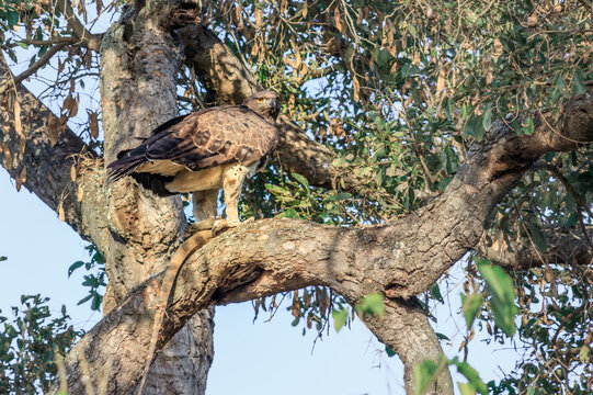 Martial eagle (Polemaetus bellicosus) eating a Common Water Monitor Lizzard (Varanus salvator) lying in a tree hollow, Kruger National Park, South Africa