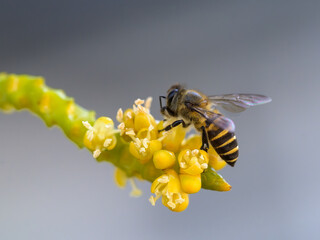 single bee perched on yellow flower