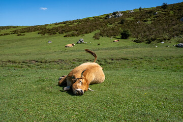 Beautiful happy free cow sleeping in the green mountains of cantabria during summer day in peaks of...