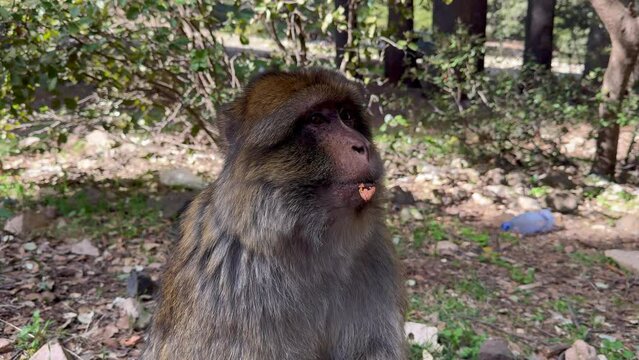 Barbary macaque or macaca sylvanus in its habitat in Cedre Gouraud Forest in Middle Atlas mountains in Morocco between Azrou and Ifrane
