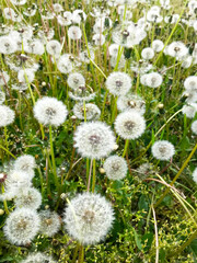 white dandelions on green grass