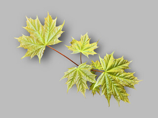 maple leaves on a branch