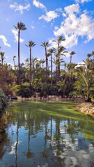Obraz premium Gorgeous Park Palmreal in the city of Alicante