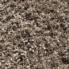 Green hedge background with pink flowers in the garden. Outdoor. Landscaping. Thick deciduous shrub in the form of a wall. Sepia