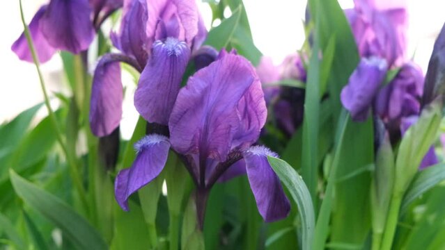 Beautiful flower Iris. First bloom of the year. Close up of purple iris flowers in the garden,  Springtime