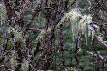 PRA Burnt Timber, MD of Big Horn, alberta, Canada