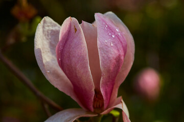 Magnolien Baum, Bad Sassendorf Kurpark, Kreis Soest, Frühjahr 2023