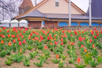 tulips