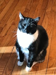 cat on the floor in sun