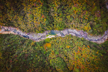 From a bird's-eye view of a forest stream