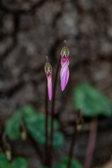 Obraz premium Close up of pink Cyclamen buds growing wild on a wooded slope in Kiryat Tivon Israel. 