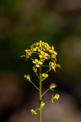 Close up of Wild Mustard, Brassica growing in northern Israel
