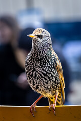 common starling perched in urban background