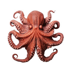 octopus isolated on white background