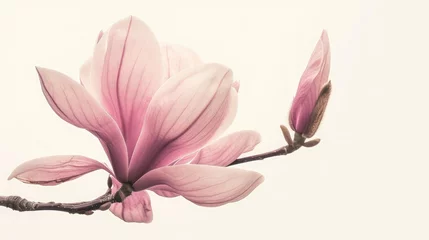 Gardinen Pink magnolia flower isolated on white background with full depth of field © buraratn