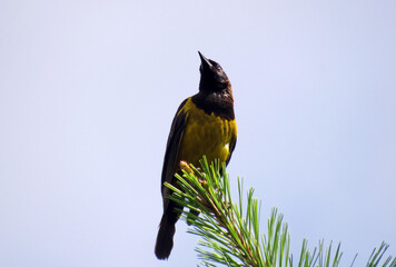 black and yellow bird
