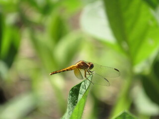 dragonfly on a leaf