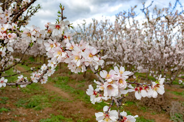 planting almond trees with white and pink flowers in a plantation