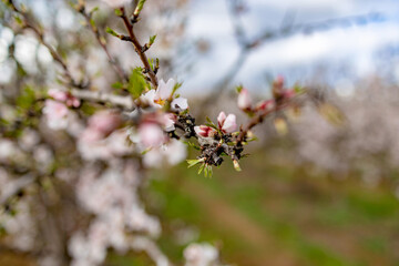 planting almond trees with white and pink flowers in a plantation