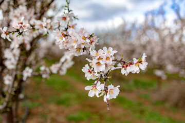planting almond trees with white and pink flowers in a plantation
