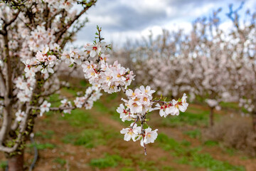 planting almond trees with white and pink flowers in a plantation