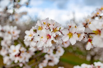 planting almond trees with white and pink flowers in a plantation