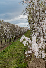 Fototapeta premium planting almond trees with white and pink flowers in a plantation