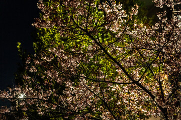 Plum blossoms at night blooming in Musashi-Kosugi_06