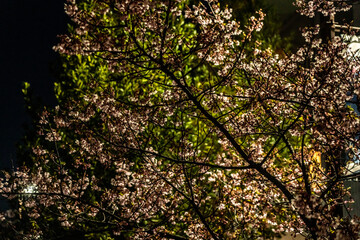Plum blossoms at night blooming in Musashi-Kosugi_03