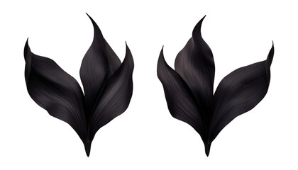 black leaves isolated on transparent background cutout