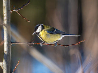 The great tit (Parus major) is a passerine bird in the tit family Paridae