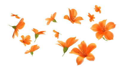 Fototapeta premium flying orange autumn flowers isolated on transparent background cutout