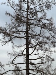tree in winter