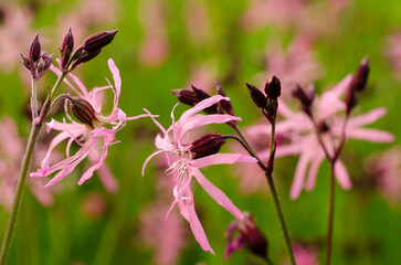 Lychnis flos-cuculi, commonly called the ragged robin. Field flower Lychnis flos-cuculi, close-up. Ragged Robin in the spring meadow.