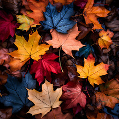 Naklejka na ściany i meble Colorful autumn leaves on a forest floor. 